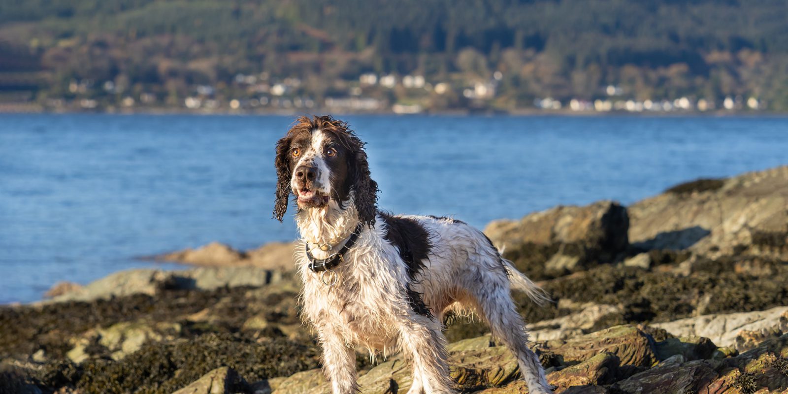 Collars NZ Gundog Accessories Ltd