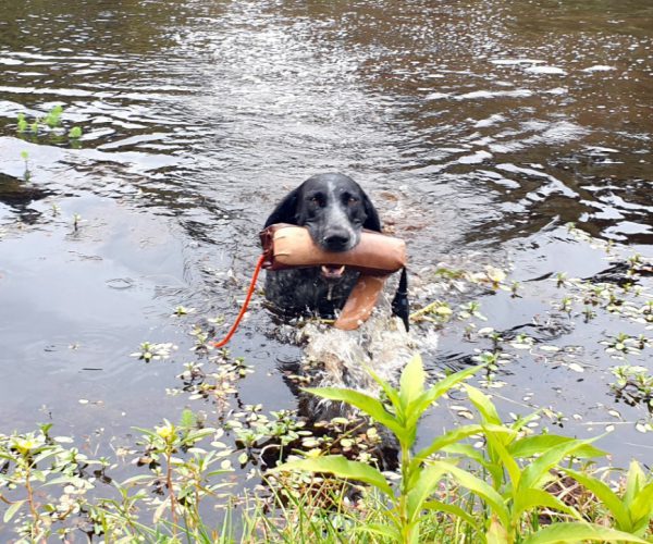 Homepage NZ Gundog Accessories Limited